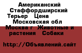 Американский Стаффордширский  Терьер › Цена ­ 20 000 - Московская обл., Москва г. Животные и растения » Собаки   